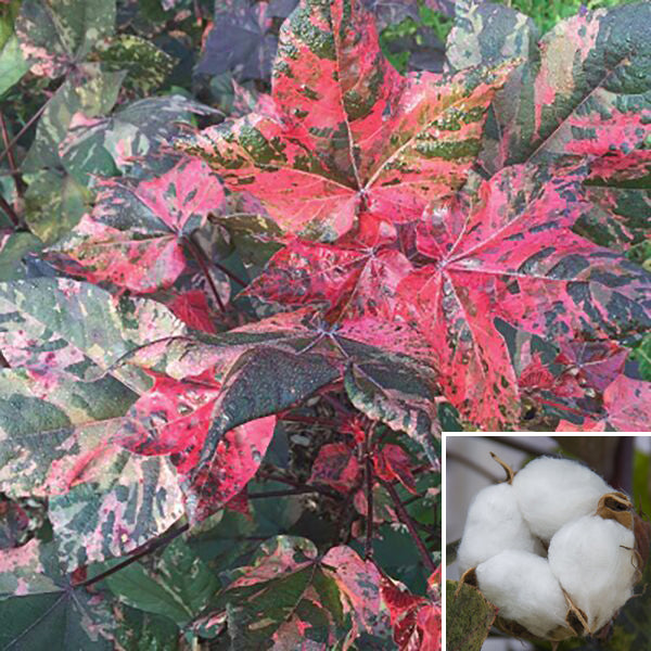 cotton succulent Red Variegated Cotton Plant For Sale – Logee's Plants