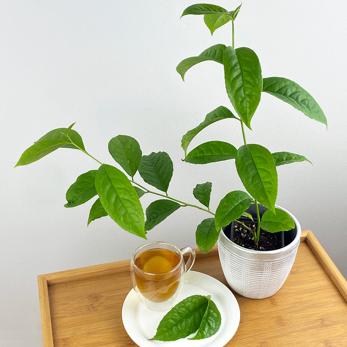 Guayusa Tea Plant For Sale Logee's Plants Guayusa Tea Plant For Sale Logee's Plants