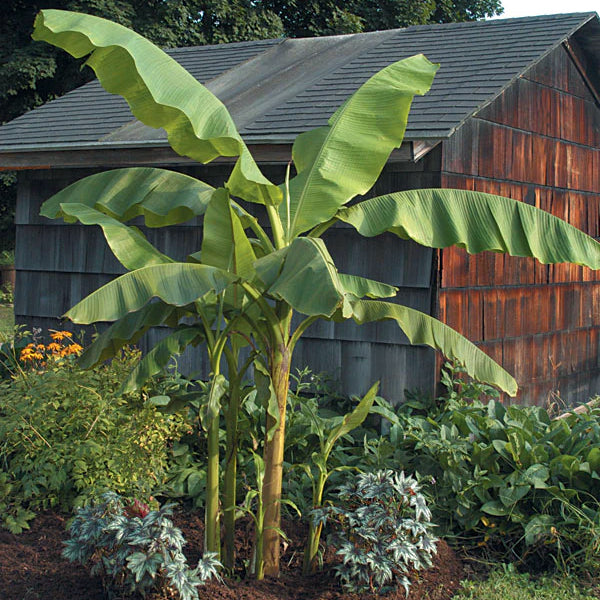 large banana plant indoor Hardy Banana Plant For Sale – Logee's Plants