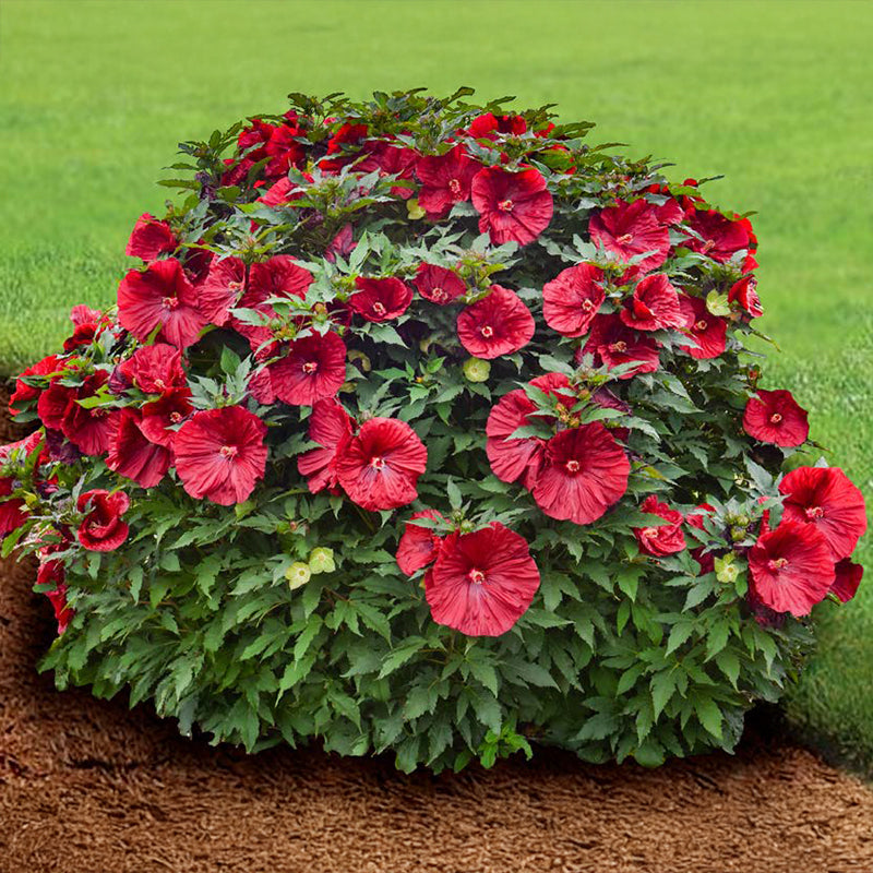 merlot philodendron Spring Hill Nurseries Blackberry Merlot Perennial Hibiscus, Live Bareroot Plant with Red Flowers (1-Pack)