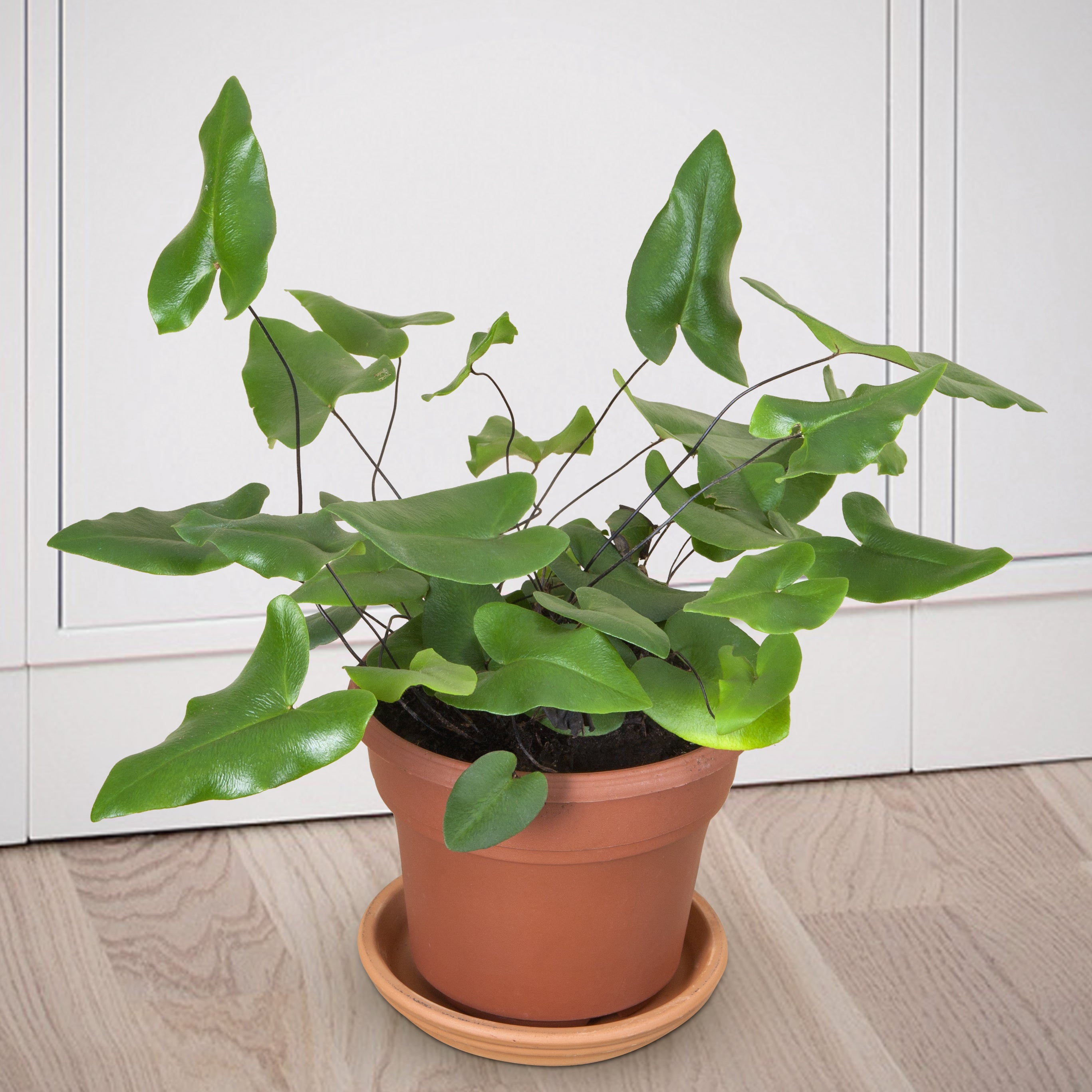 indoor fern plants for sale Floating Heart Fern - Hemionitis arifolia - 6" Pot