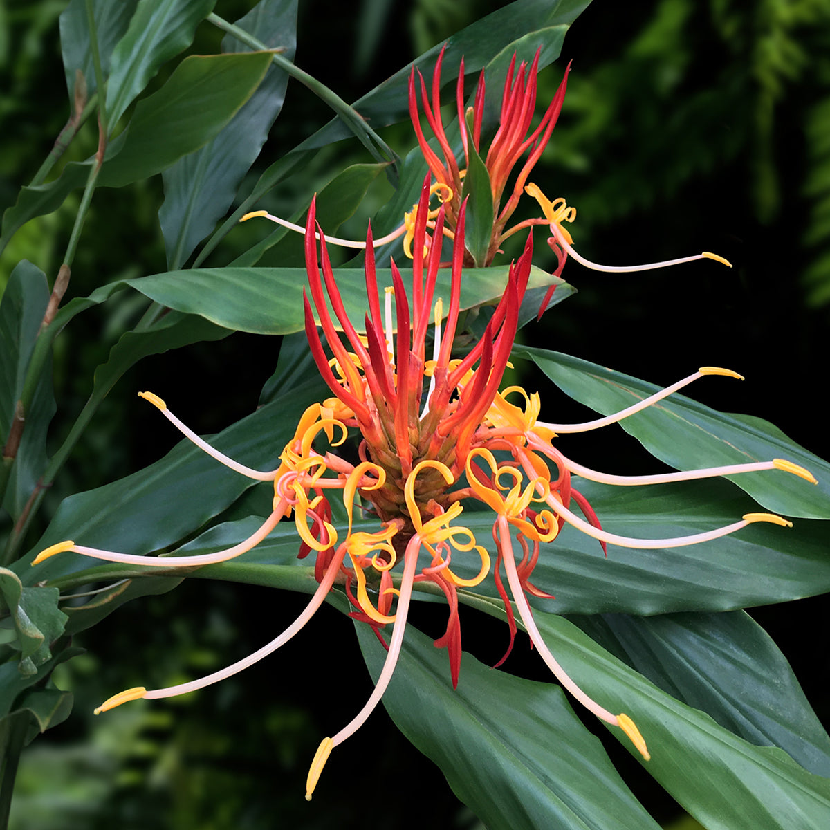 Hornbillās Ginger (Hedychium longicornutum)
