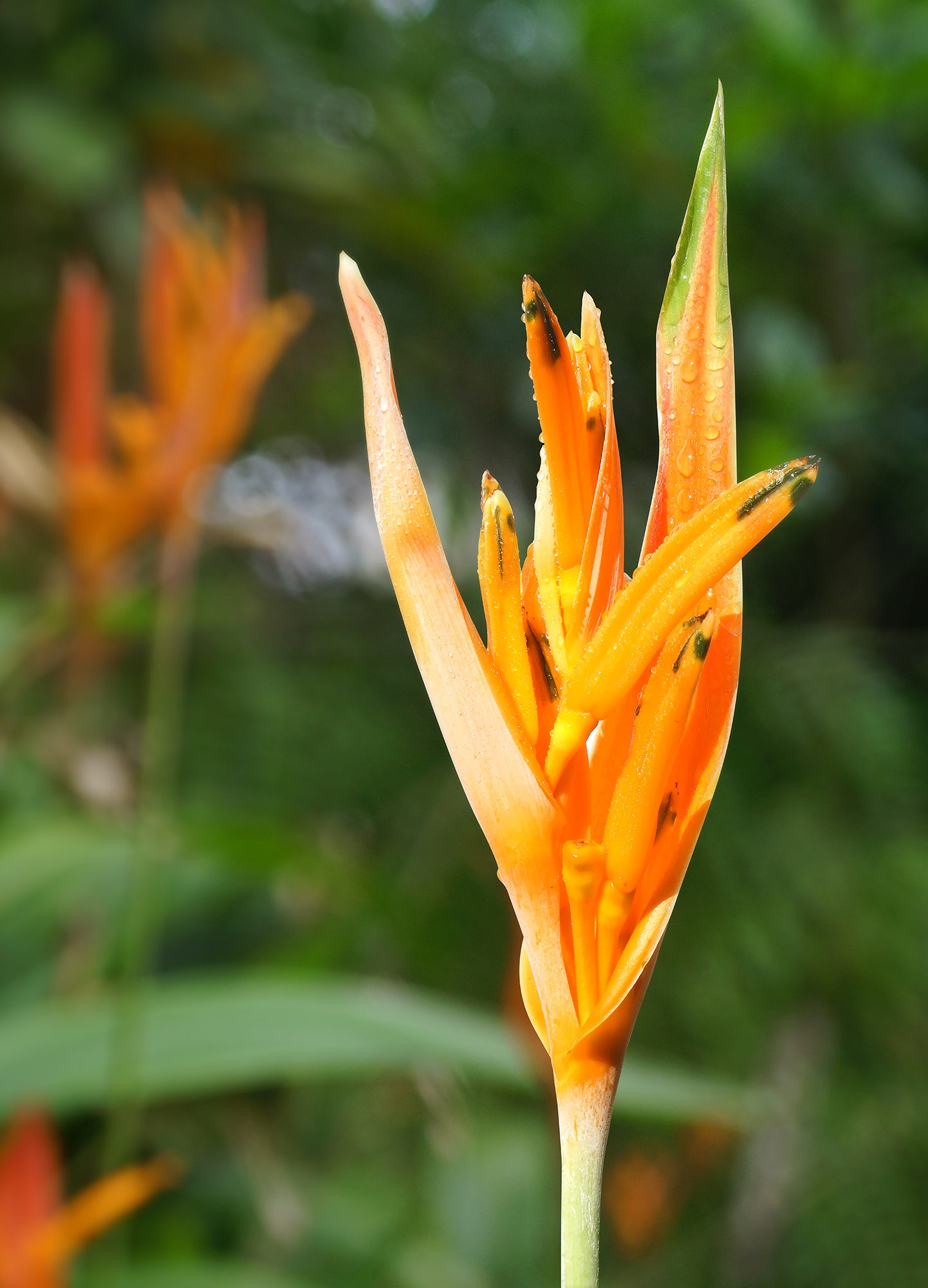 Heliconia ‘Choconiana’ (Heliconia psittacorum)