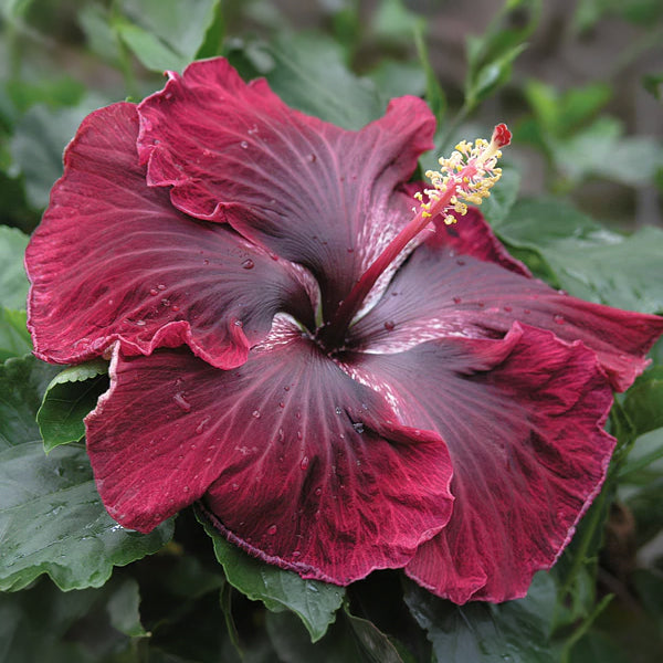 anthurium black dragon exotic plant Hibiscus ‘Black Dragon’ For Sale – Logee's Plants