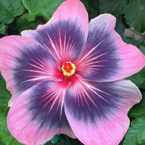 花 Hibiscus 'Midnight Tryst' For Sale – Logee's Plants