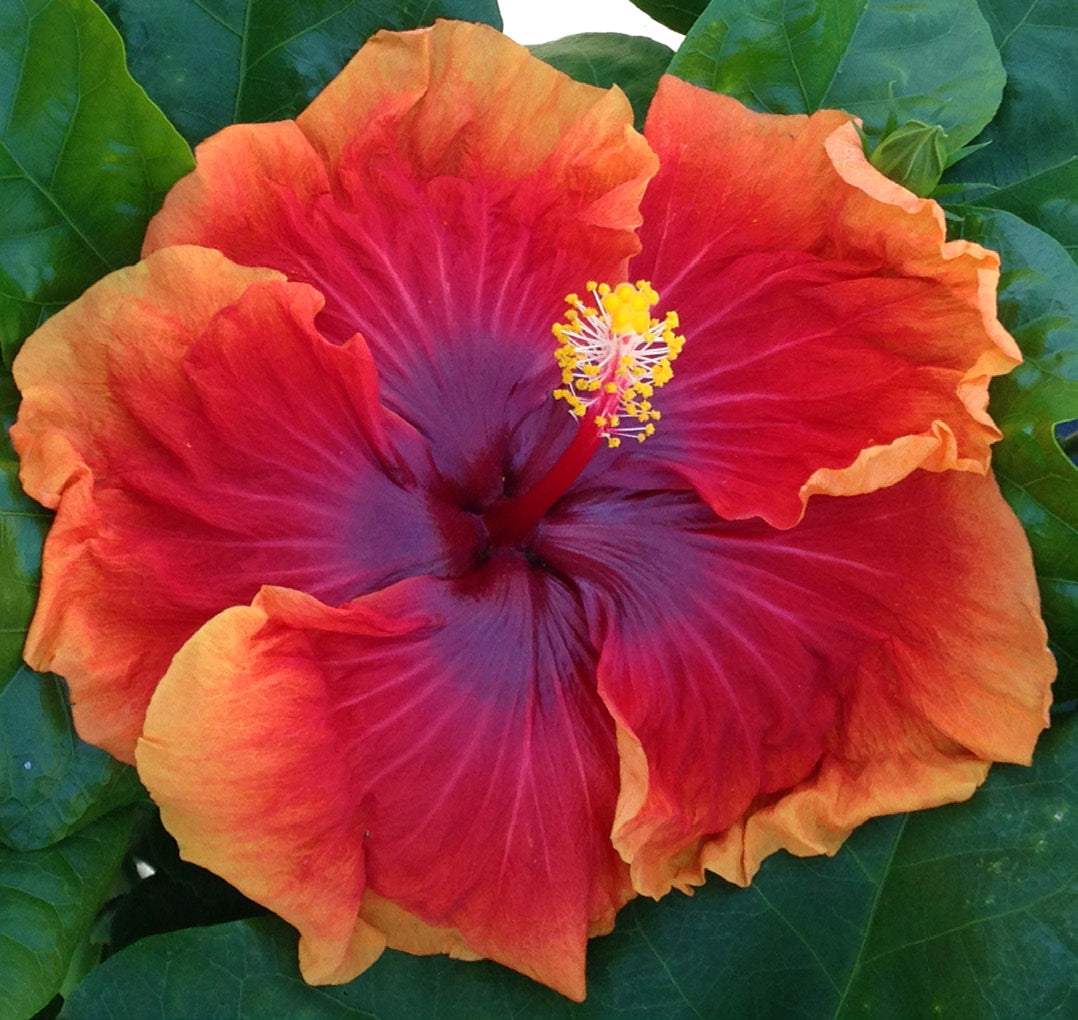 indoor hibiscus plants for sale Hibiscus ‘Imperial Dragon’ For Sale – Logee's Plants