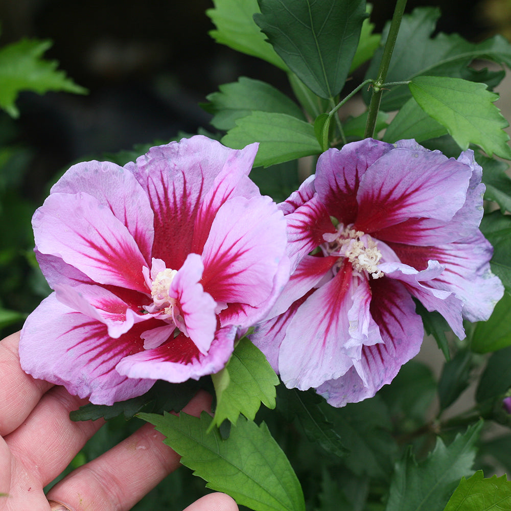 Hardy Hibiscus Purple Pillar® For Sale – Logee's Plants, image size:1000x1000