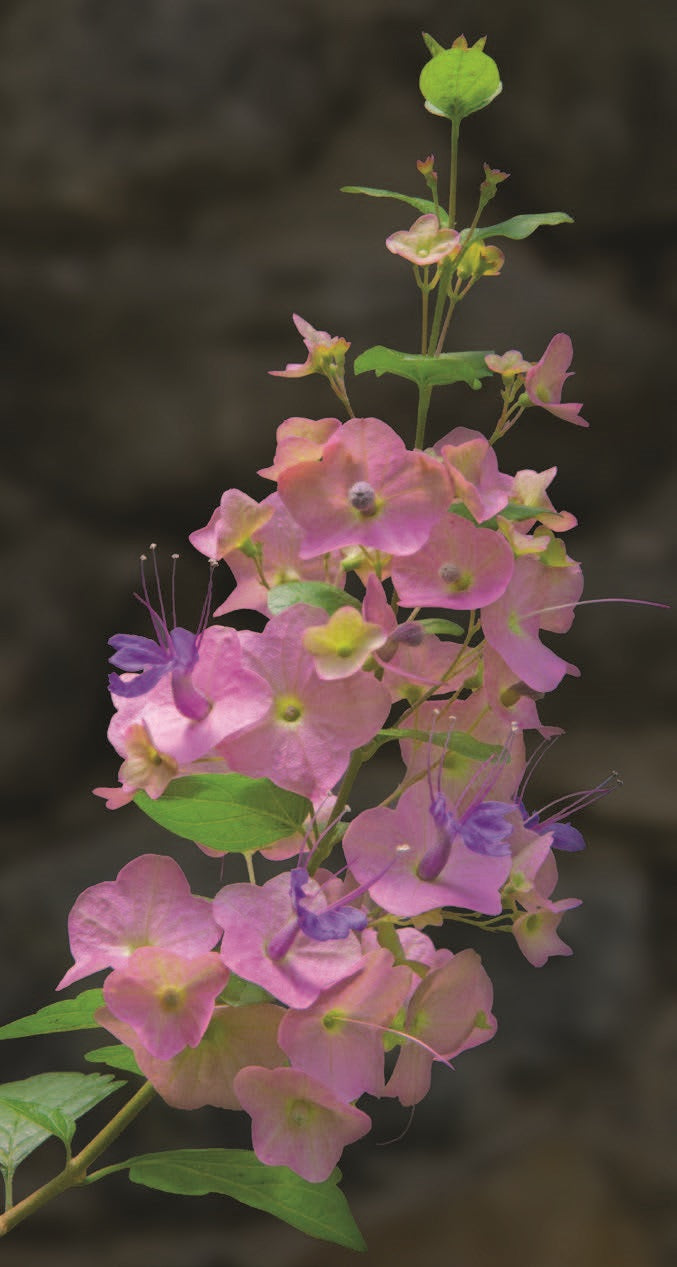 Purple Chinese Hat Plant (Holmskioidia tettensis) – Logee's