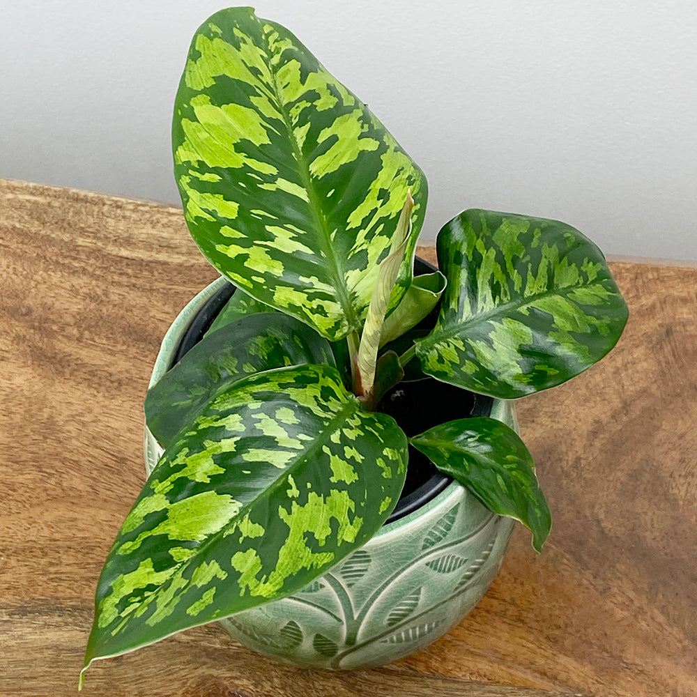 Homalomena ‘Camouflage’ (Homalomena wallisii)