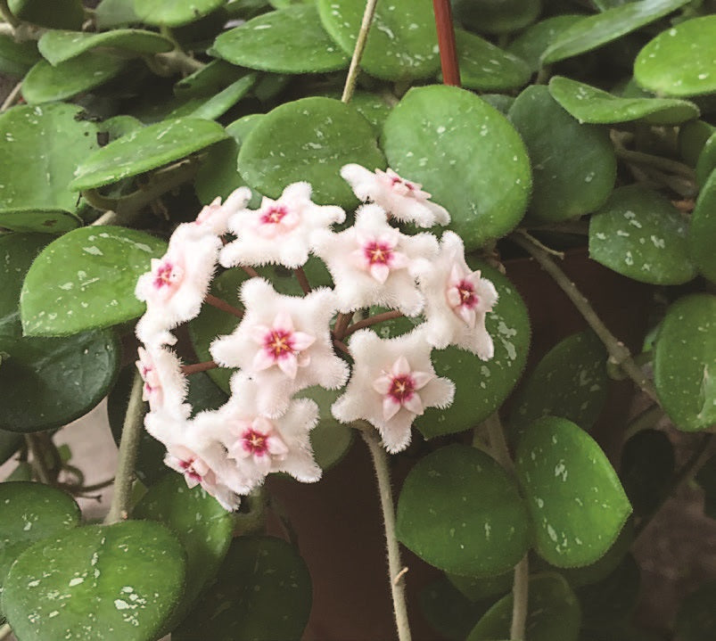 Hoya cv ‘Mathilde’ (Hoya carnosa x serpens)