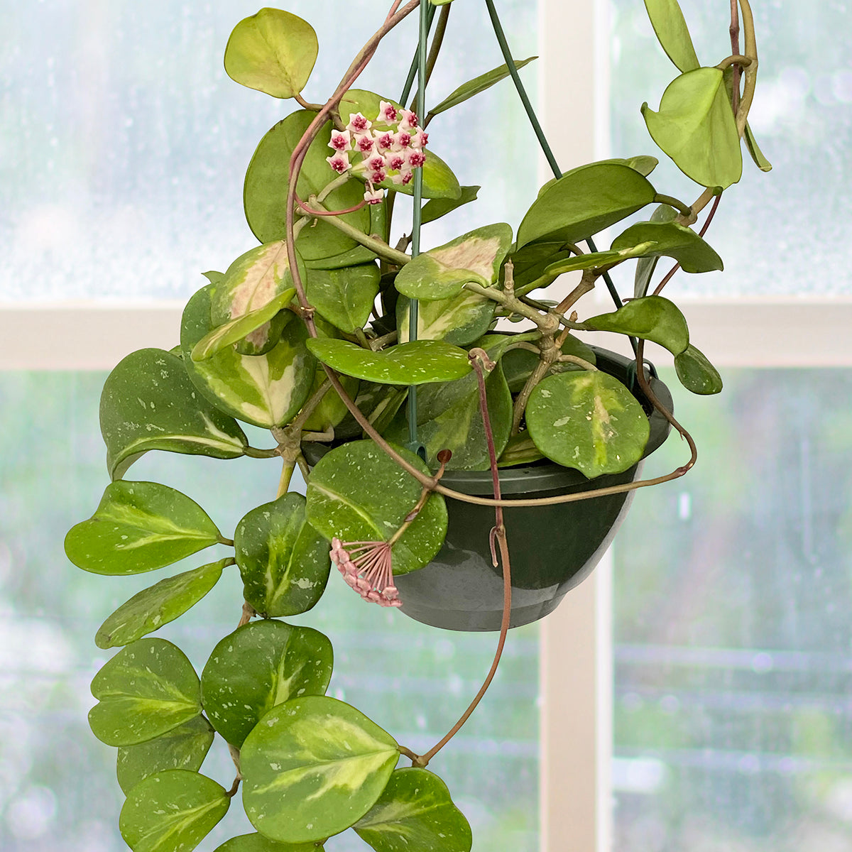 hoya money plant Variegated Hoya obovata ‘Splash’ For Sale – Logee's Plants