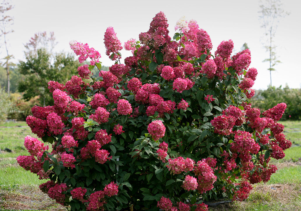 Hydrangea Fire Light® PP (Hydrangea paniculata hybrid)