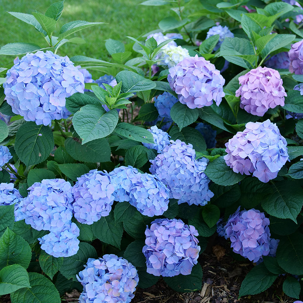 Hydrangea Let’s Dance Sky View® PP