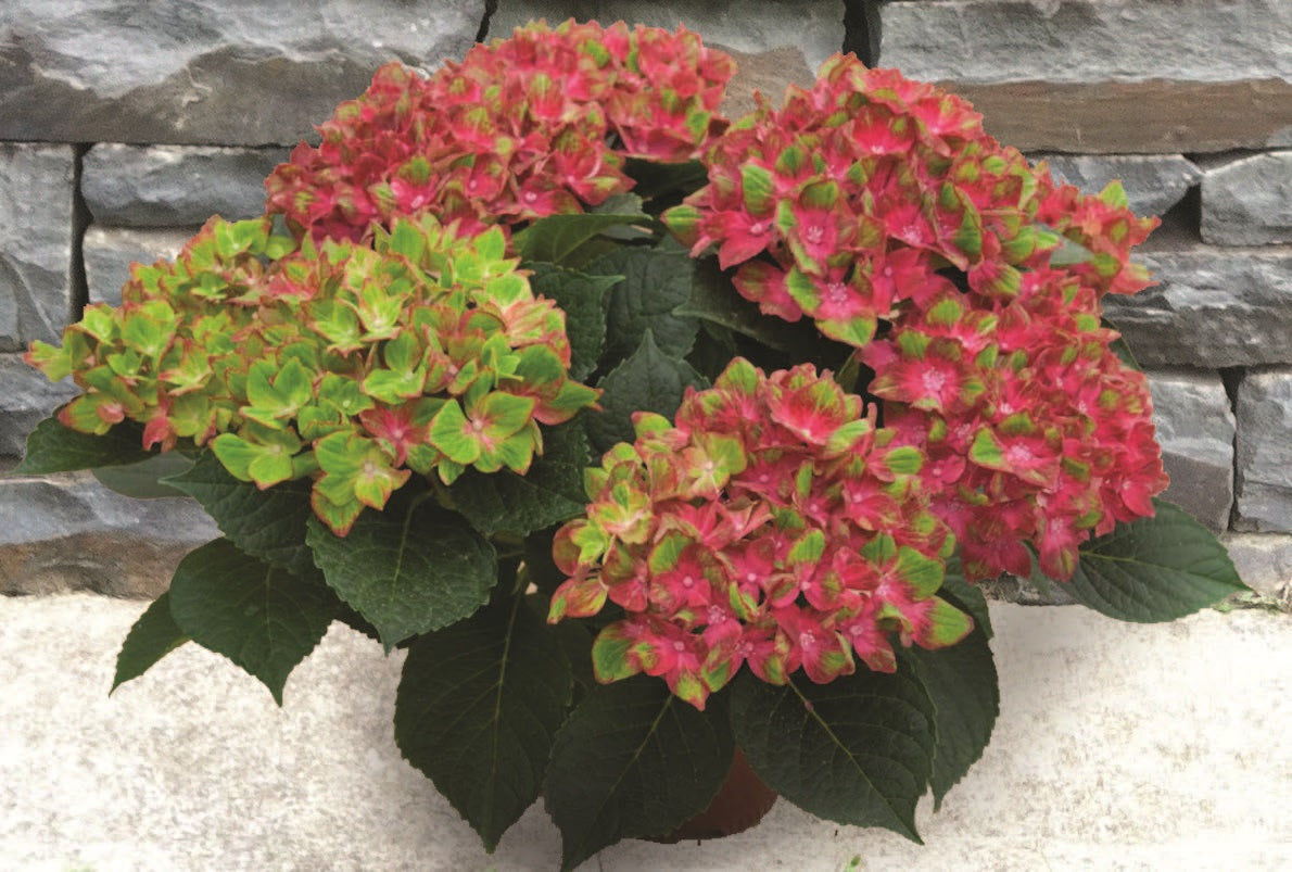 Hydrangea Next Generation ‘Pistachio’ PP (Hydrangea macrophylla)