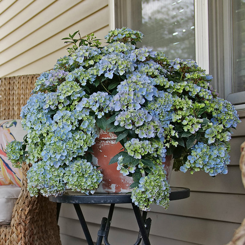 hydrangea indoor house plants Cascade Hydrangea Fairytrail Fresco™ PP For Sale – Logee's Plants