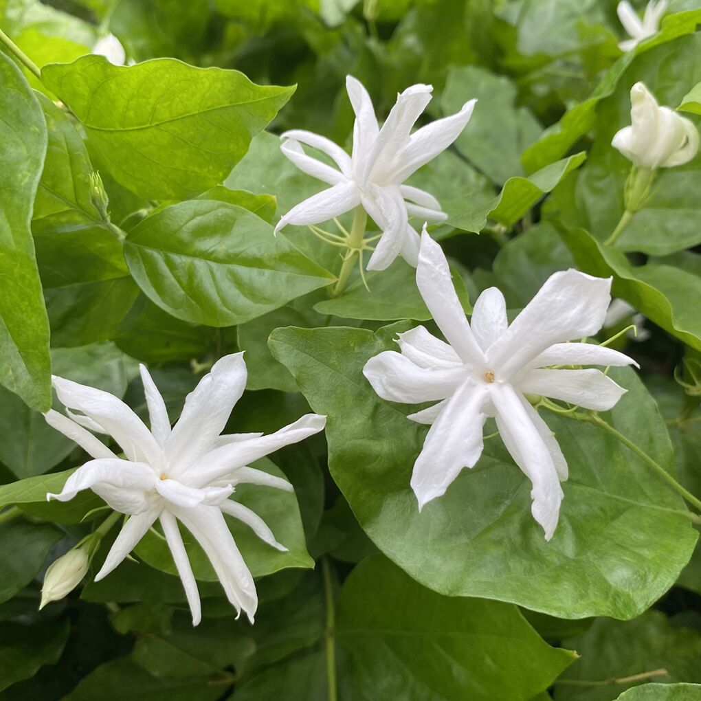jasmine sambac plant care indoor Jasmine ‘Belle of India’ For Sale