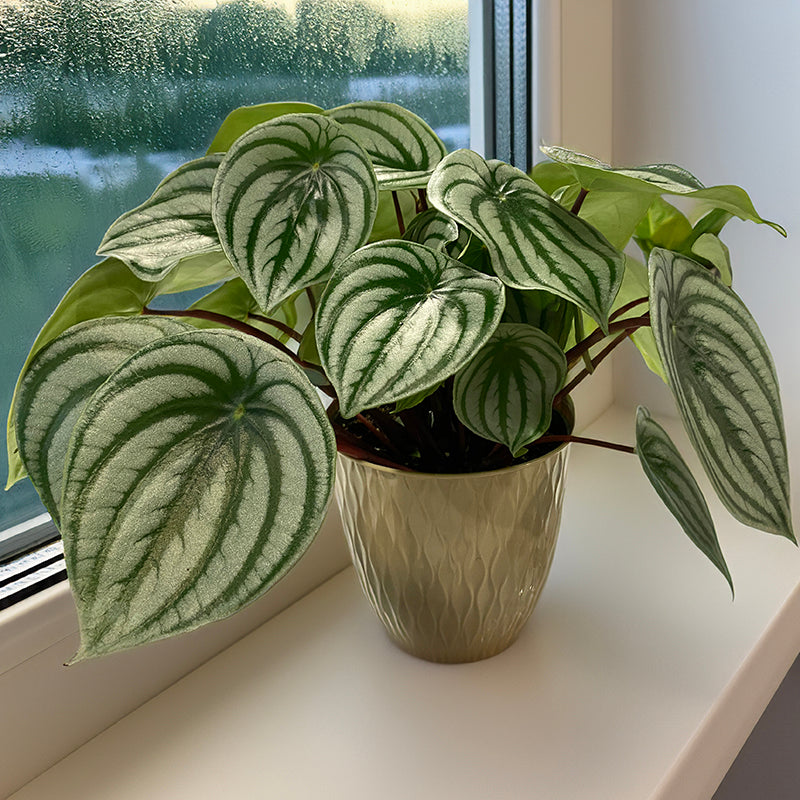 Large Leaf Watermelon Peperomia (Peperomia argyreia)