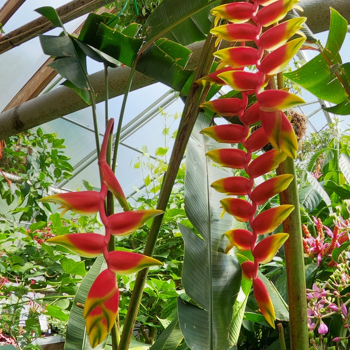 Hanging Lobster Claw (Heliconia rostrata)