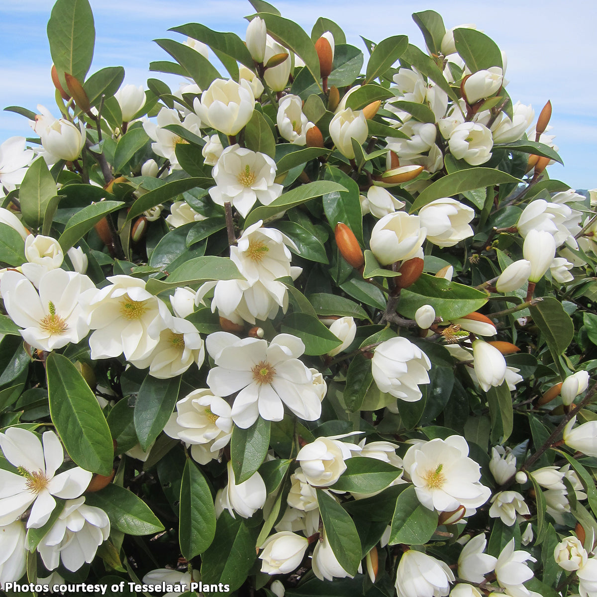 Fairy MagnoliaĀ® Cream (Magnolia hybrid)