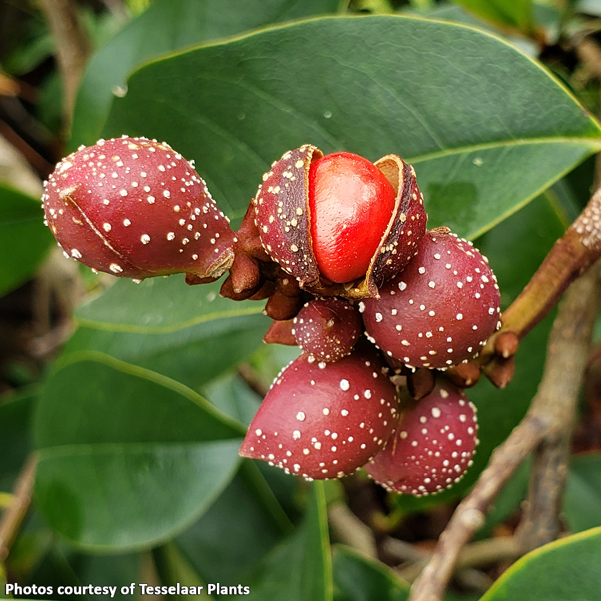 Fairy MagnoliaĀ® Cream (Magnolia hybrid)