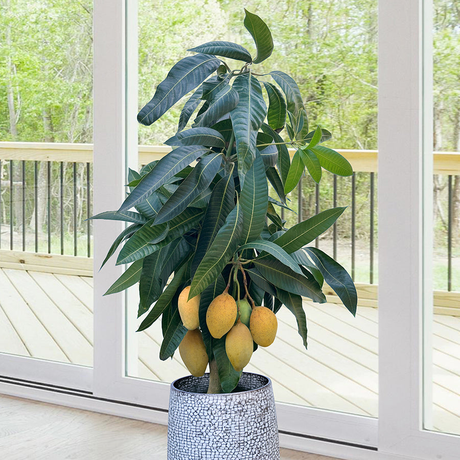 growing mango plants in pots Mango Tree ‘Pickering’ For Sale – Logee's Plants