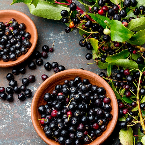 Maqui Berry (Aristotelia chilensis)