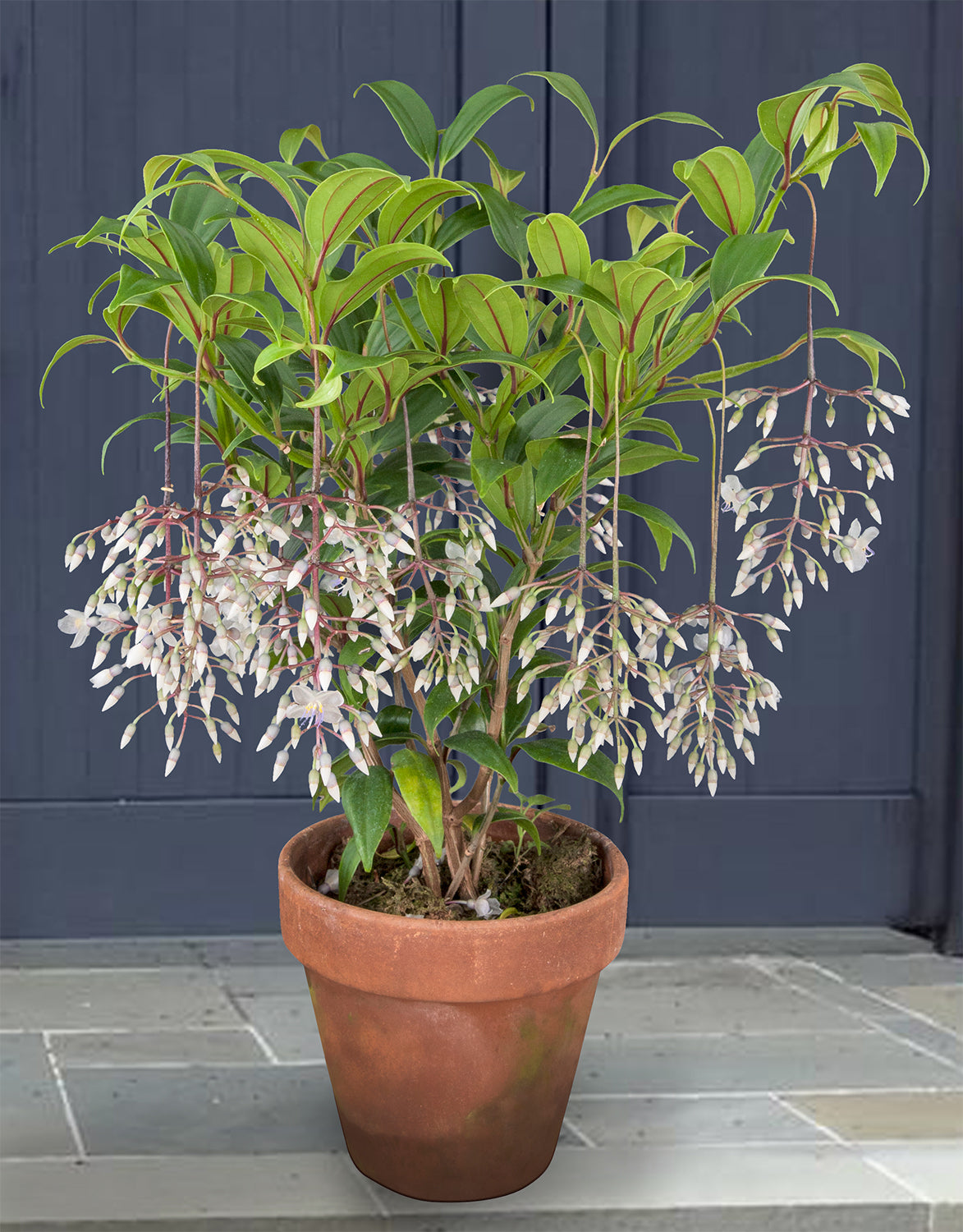medinilla succulents Medinilla ‘Lalique’ For Sale – Logee's Plants