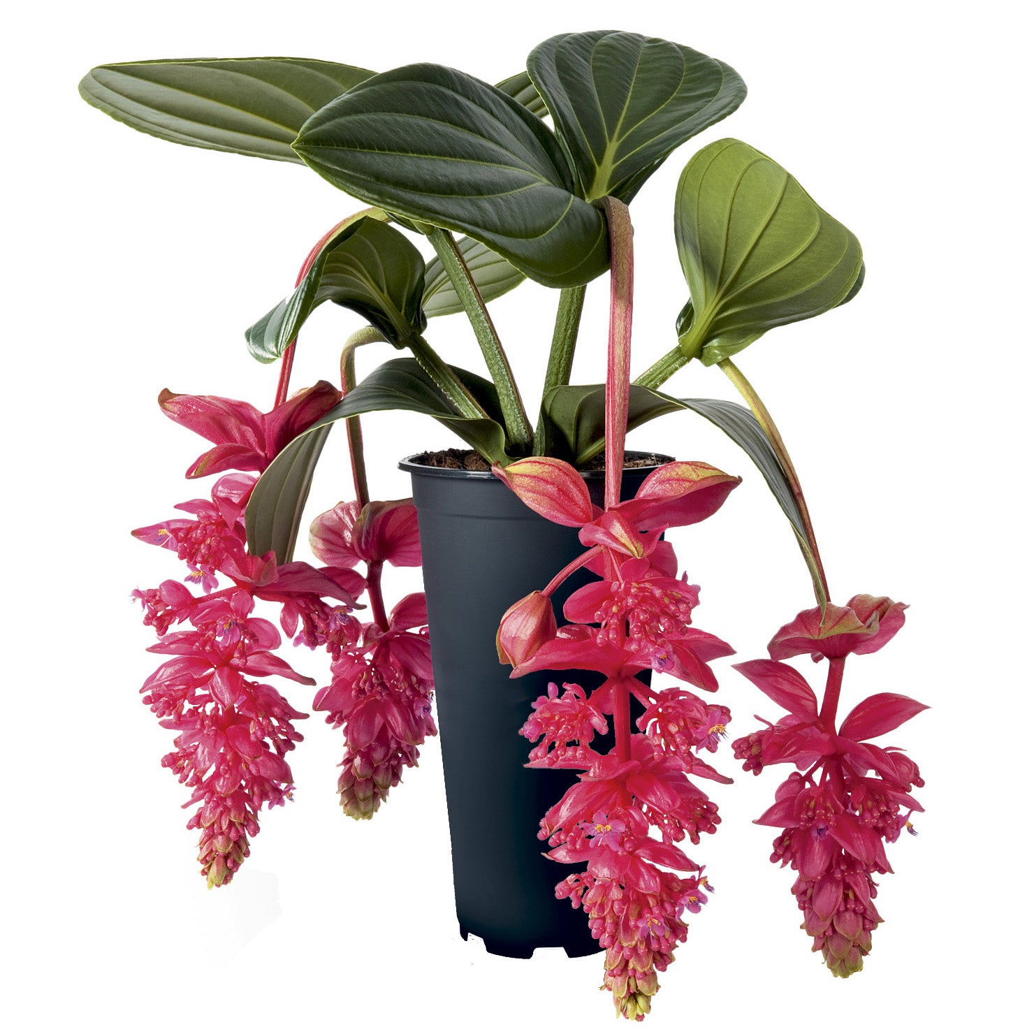 Medinilla ‘Royal Intenz’ PP (Medinilla magnifica hybrid)