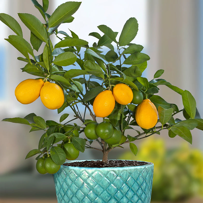 citrus potted plant Dwarf Meyer Lemon Tree