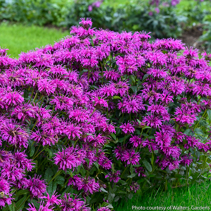 lavender bee balm plant Electric Neon Purple Bee Balm - Monarda - Gallon Pot