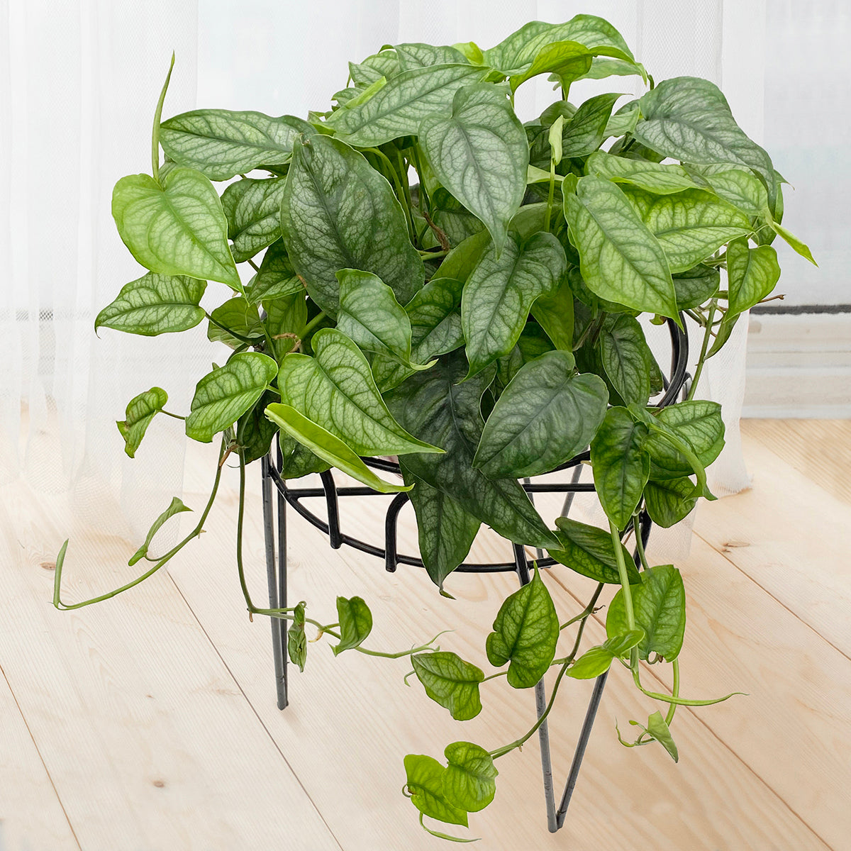 Silver Monstera For Sale – Logee's Plants