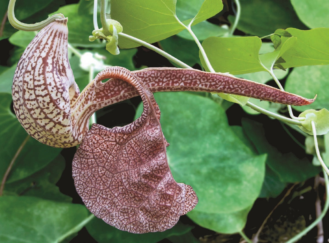 Mottled Dutchmanās Pipe (Aristolochia labiata)