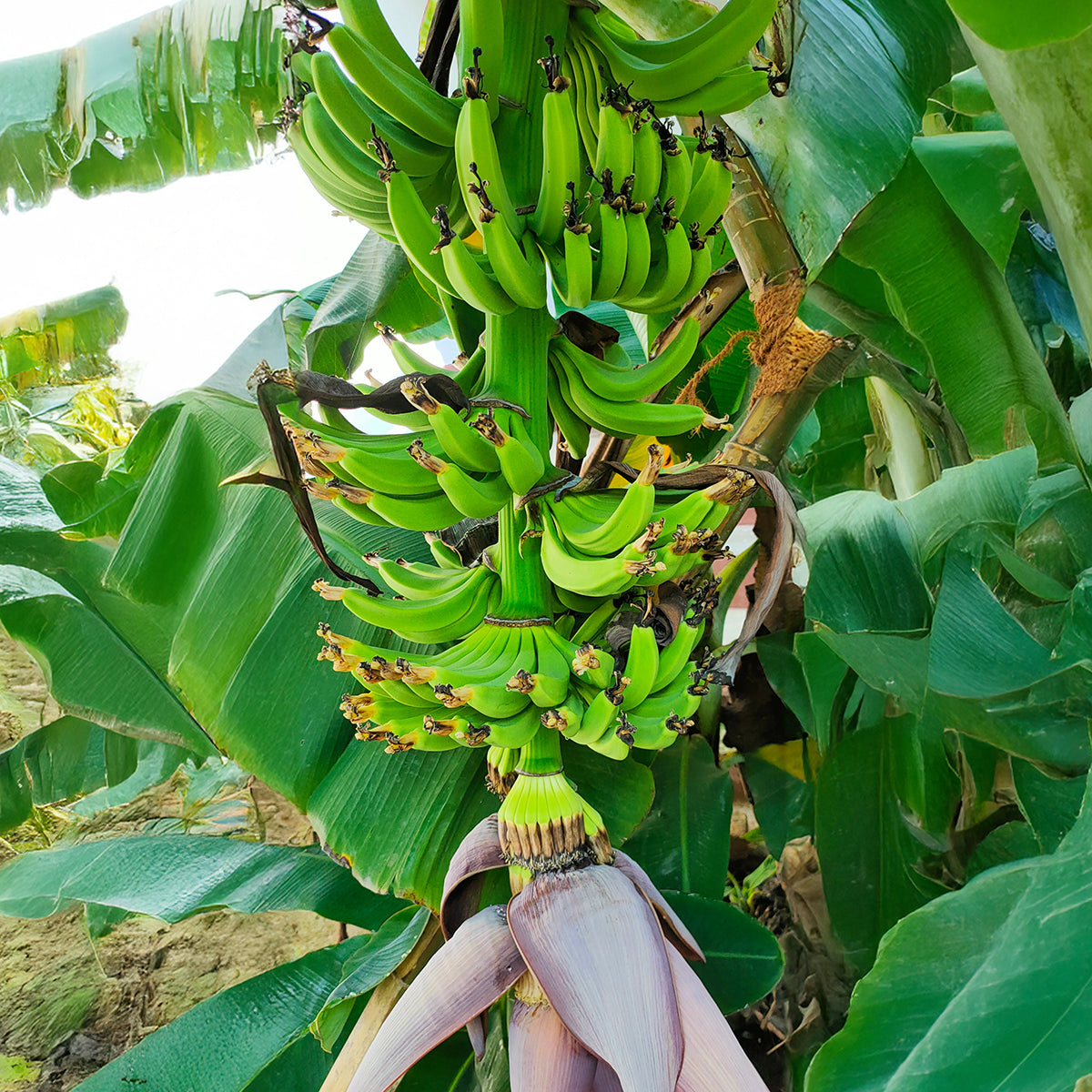 banana palm plant Banana Plant ‘Kokopo’ For Sale – Logee's Plants