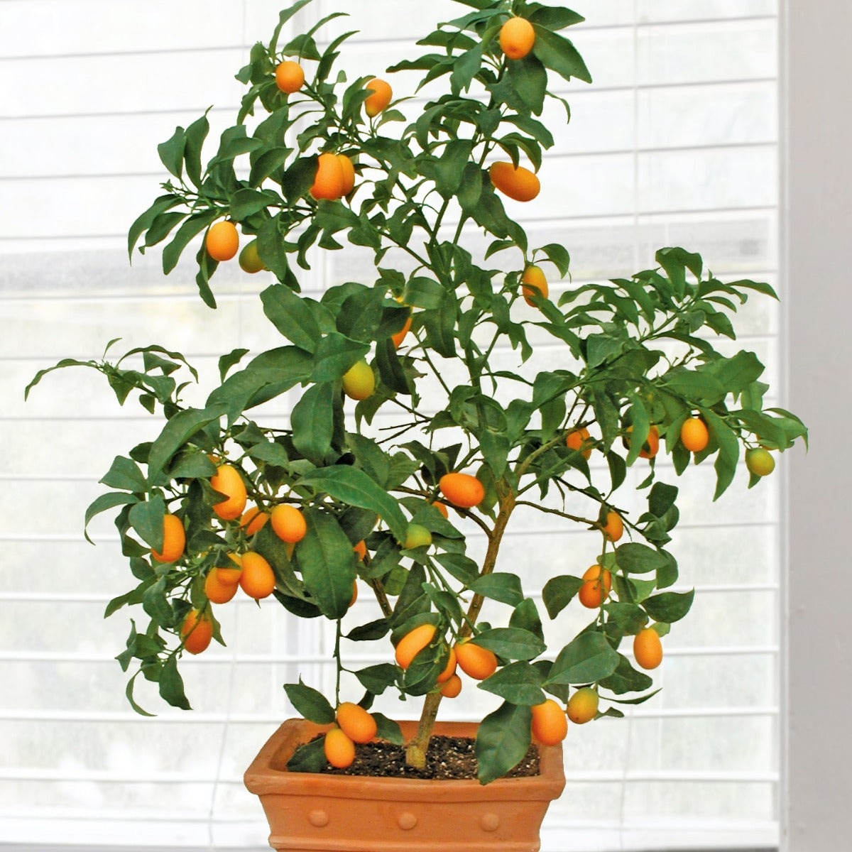 kumquat plant indoor Fruiting Kumquat Tree