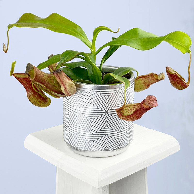 hanging pitcher plant Tropical Pitcher Plant ‘St Gaya’ For Sale – Logee's Plants
