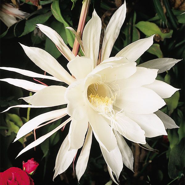 night blooming succulent plant Queen OF THE NIGHT - NIGHT BLOOMING CEREUS - White -RARE - PLANT
