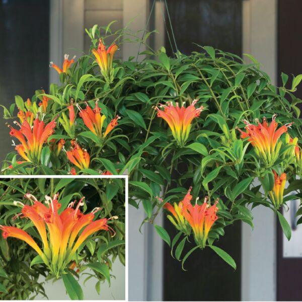 lipstick succulent Orange Lipstick Plant For Sale – Logee's Plants
