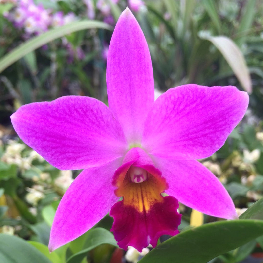 Lc Orchid Amethyst Star ‘Parkside’ AM/AOS (Laelia x Cattleya hybrid)