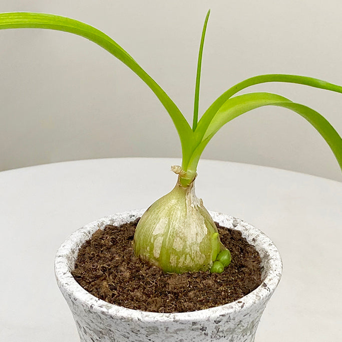 onion indoor plant Healing Onion Plant For Sale – Logee's Plants