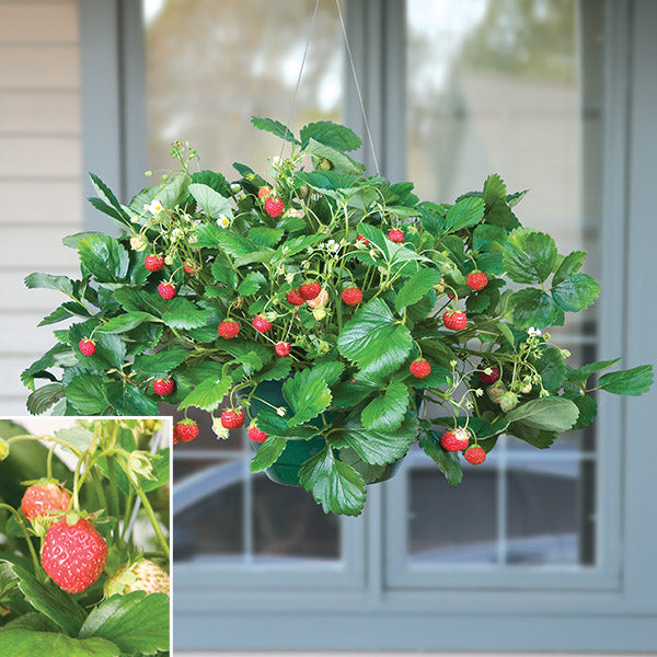 pot grown strawberry plants for sale Everbearing Strawberry Plants ‘Mara des Bois’ PP For Sale – Logee's Plants
