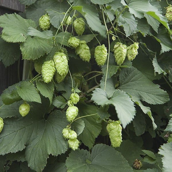 Set of Hops 'Willamette' and 'Nugget'