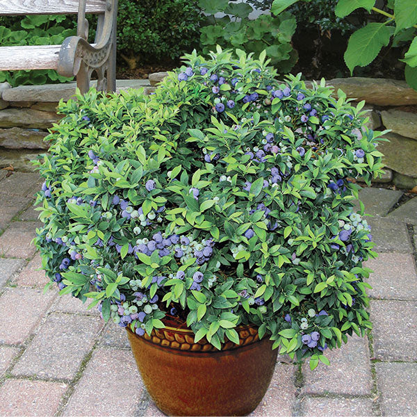 blueberry plants for pots Top Hat Blueberry Bush