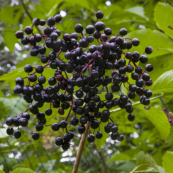 potted elderberry plants for sale European Elderberry Plant ‘Marge’ For Sale – Logee's Plants