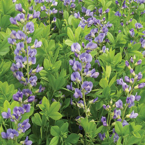 Blue False Indigo (Baptisia australis)