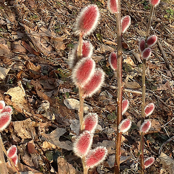 Pink Pussy Willow (Salix chaenomeloides 'Mt Asama')