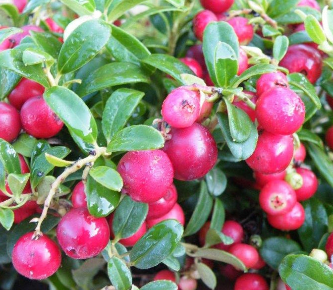 Lingonberry Set ‘Magenta’ and ‘Red Sunset’ PP