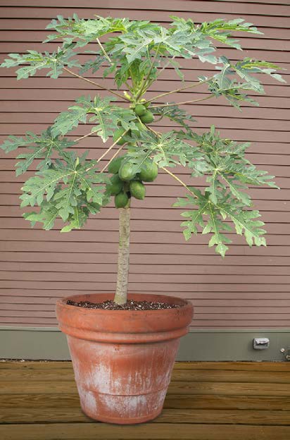 planting papaya in pots Papaya Tree ‘Emma’ For Sale – Logee's Plants