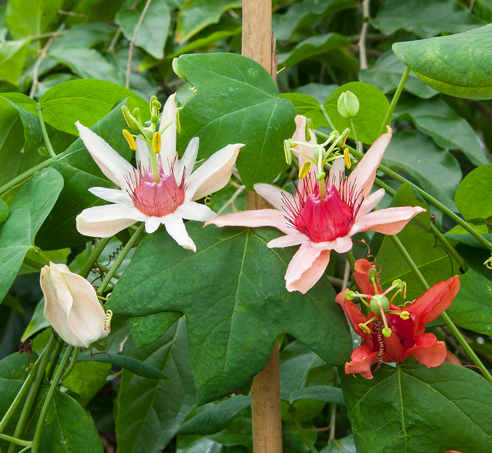 Australian Two-Tone Passion Flower (Passiflora aurantiaca)