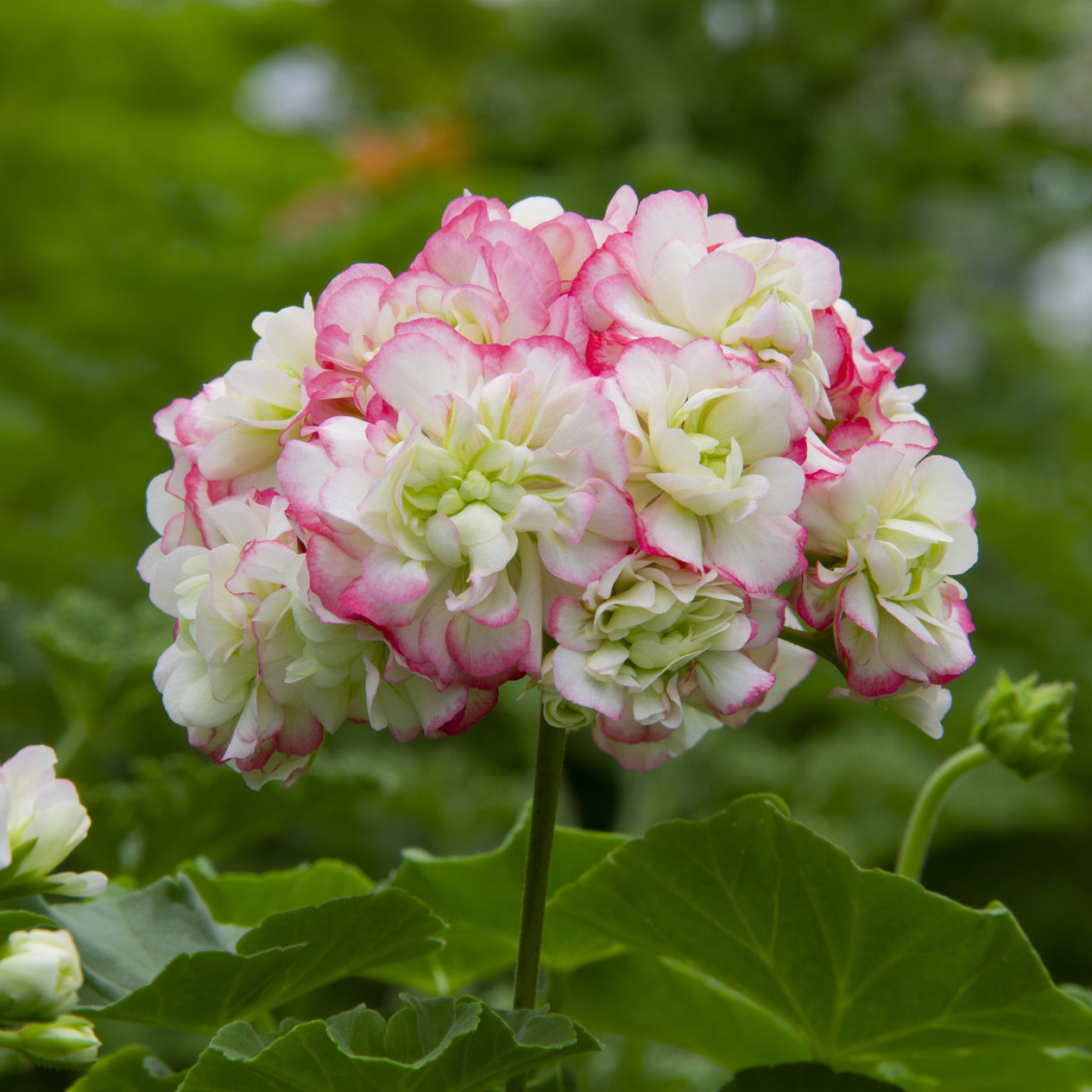 indoor geranium plants for sale Geranium ‘Appleblossom Rosebud’ For Sale – Logee's Plants