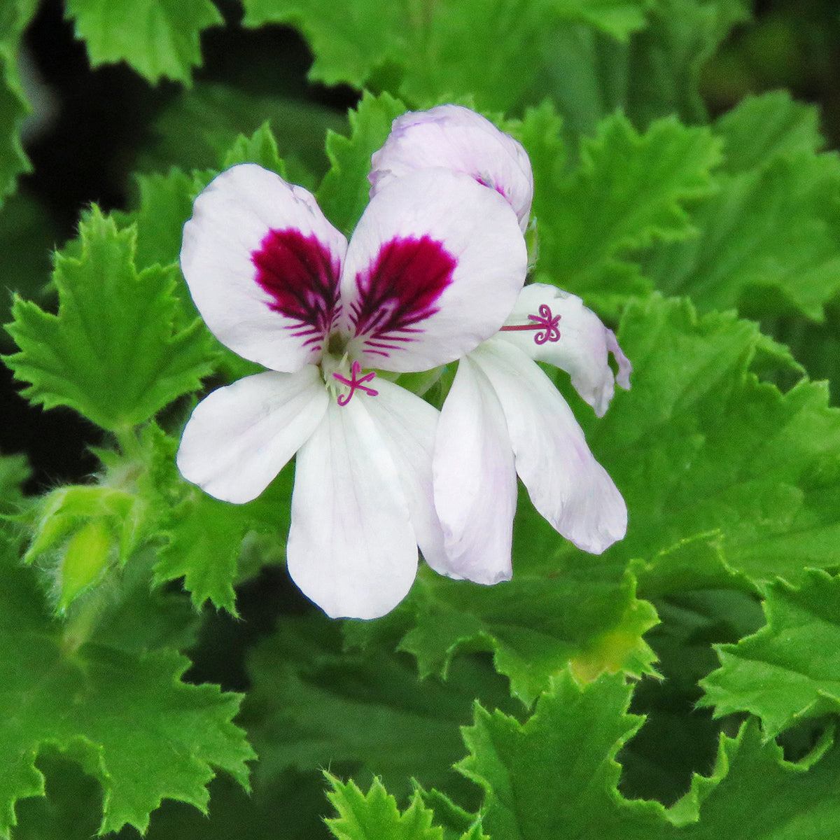 Geranium ‘Orange’ (Pelargonium hybrid)